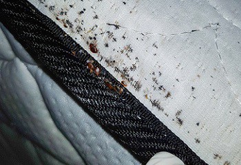  bedwantsenplaag-tussen-matras